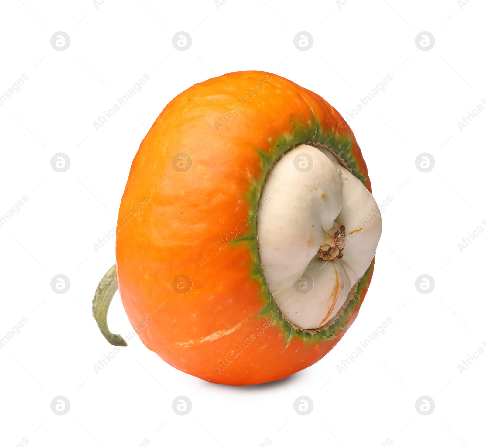 Photo of One fresh orange pumpkin isolated on white