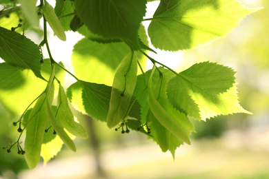 Linden tree with fresh young leaves and green flower buds outdoors on sunny spring day, closeup