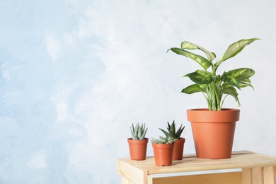 Photo of Potted plants on wooden crate against color background, space for text. Home plant