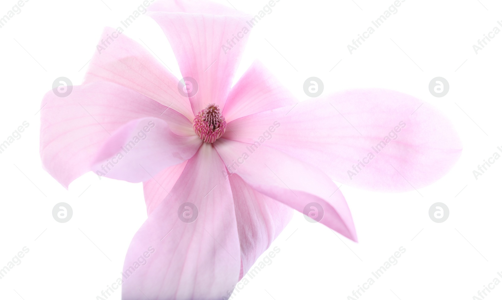 Photo of Beautiful pink magnolia flower isolated on white