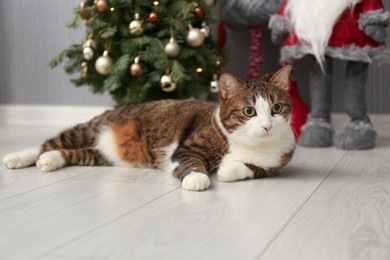 Photo of Cute cat lying on floor near Christmas tree and Scandinavian gnomes at home. Lovely pet