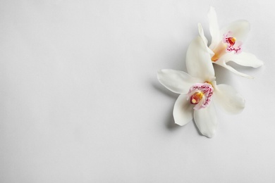 Photo of Beautiful tropical orchid flowers on grey background, flat lay. Space for text