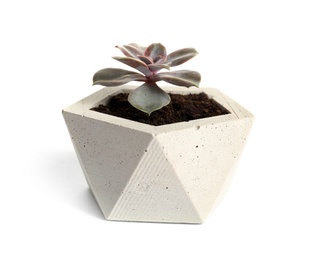 Beautiful succulent plant in stylish flowerpot isolated on white. Home decor