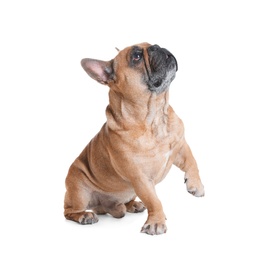 Photo of Cute French bulldog on white background. Funny pet