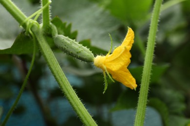 Photo of Blooming cucumber plant on blurred background, closeup