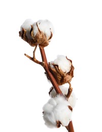 Photo of Dried cotton branch with fluffy flowers isolated on white