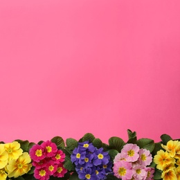 Photo of Primrose Primula Vulgaris flowers on pink background, flat lay with space for text. Spring season