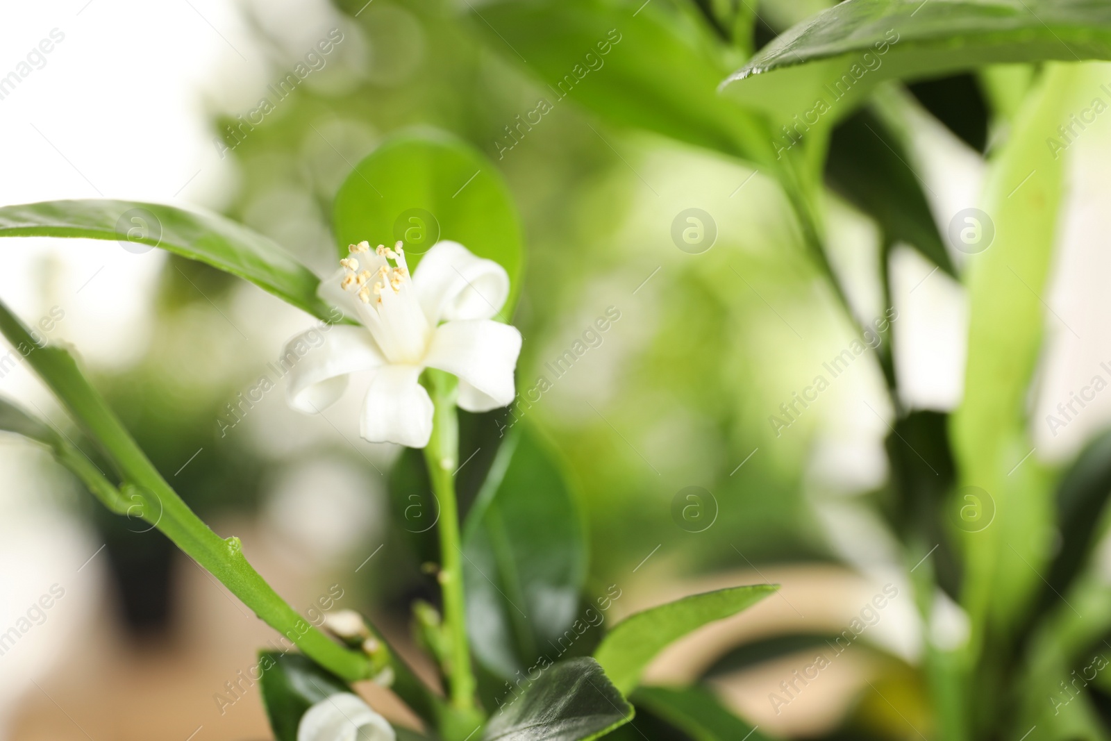 Photo of Branch of citrus tree with flower on blurred background. Space for text