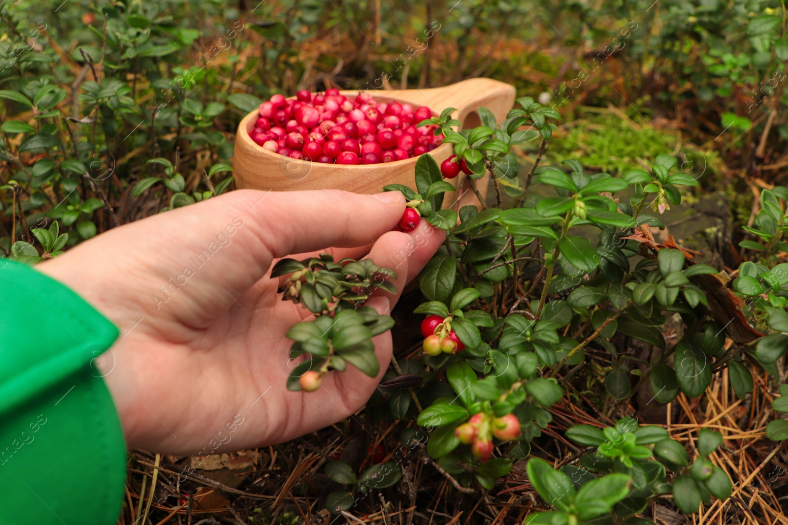 Photo of Woman picking up tasty lingonberries near wooden cup outdoors, closeup