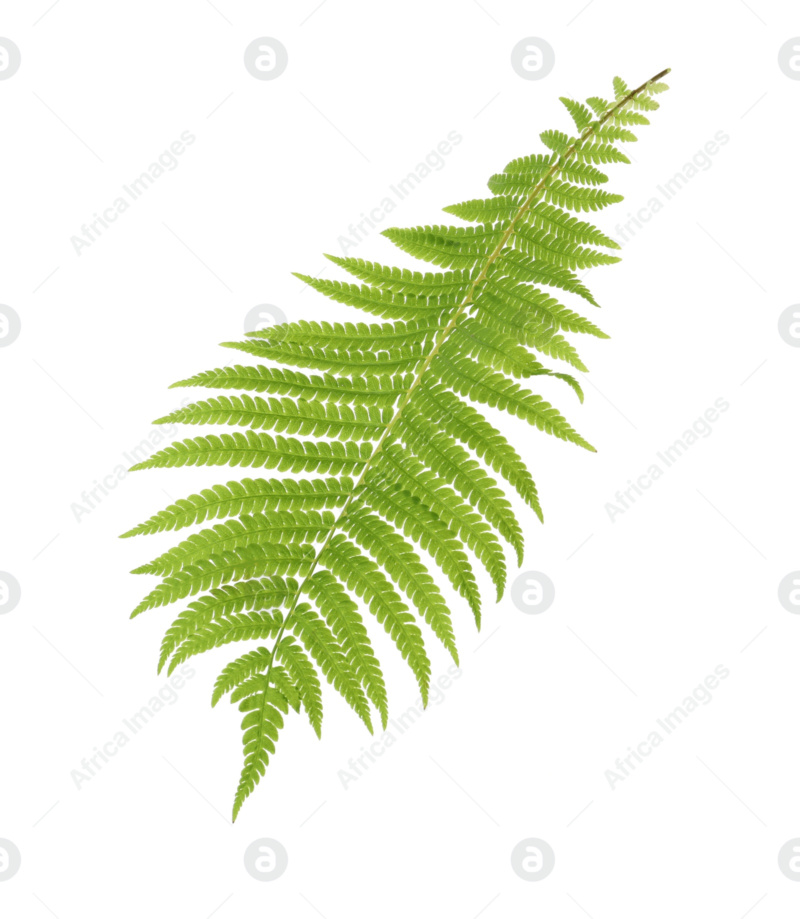 Photo of Beautiful tropical fern leaf on white background