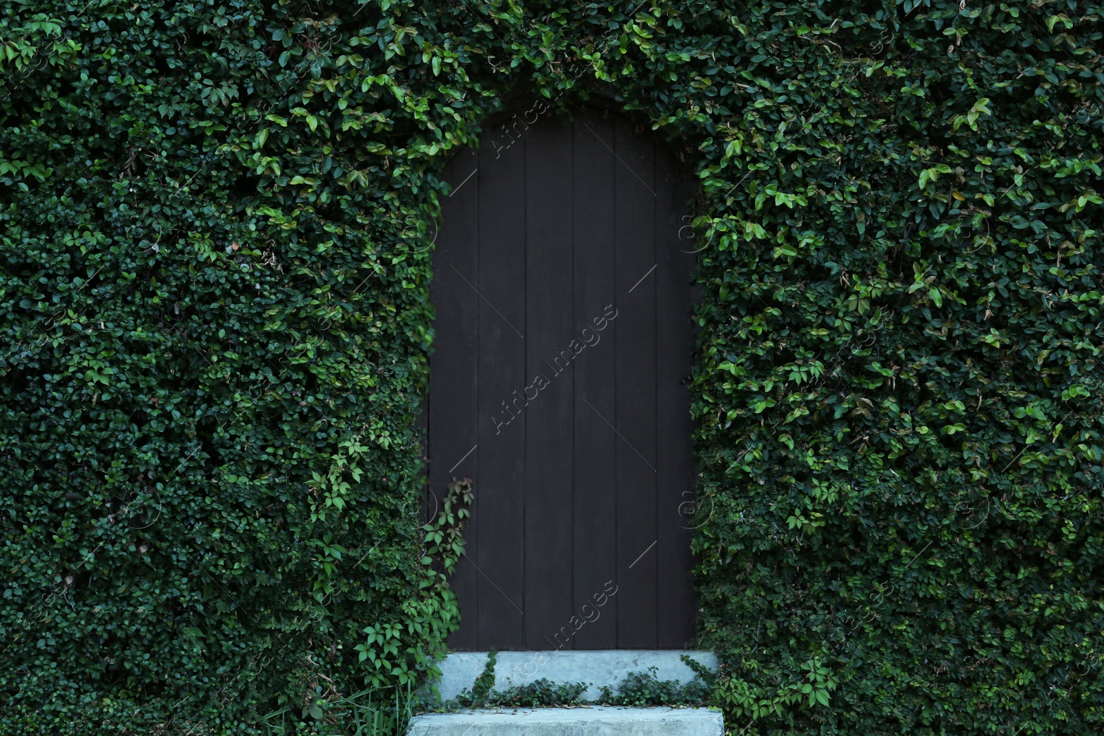 Photo of Wooden door covered with vine plant outdoors