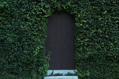 Photo of Wooden door covered with vine plant outdoors
