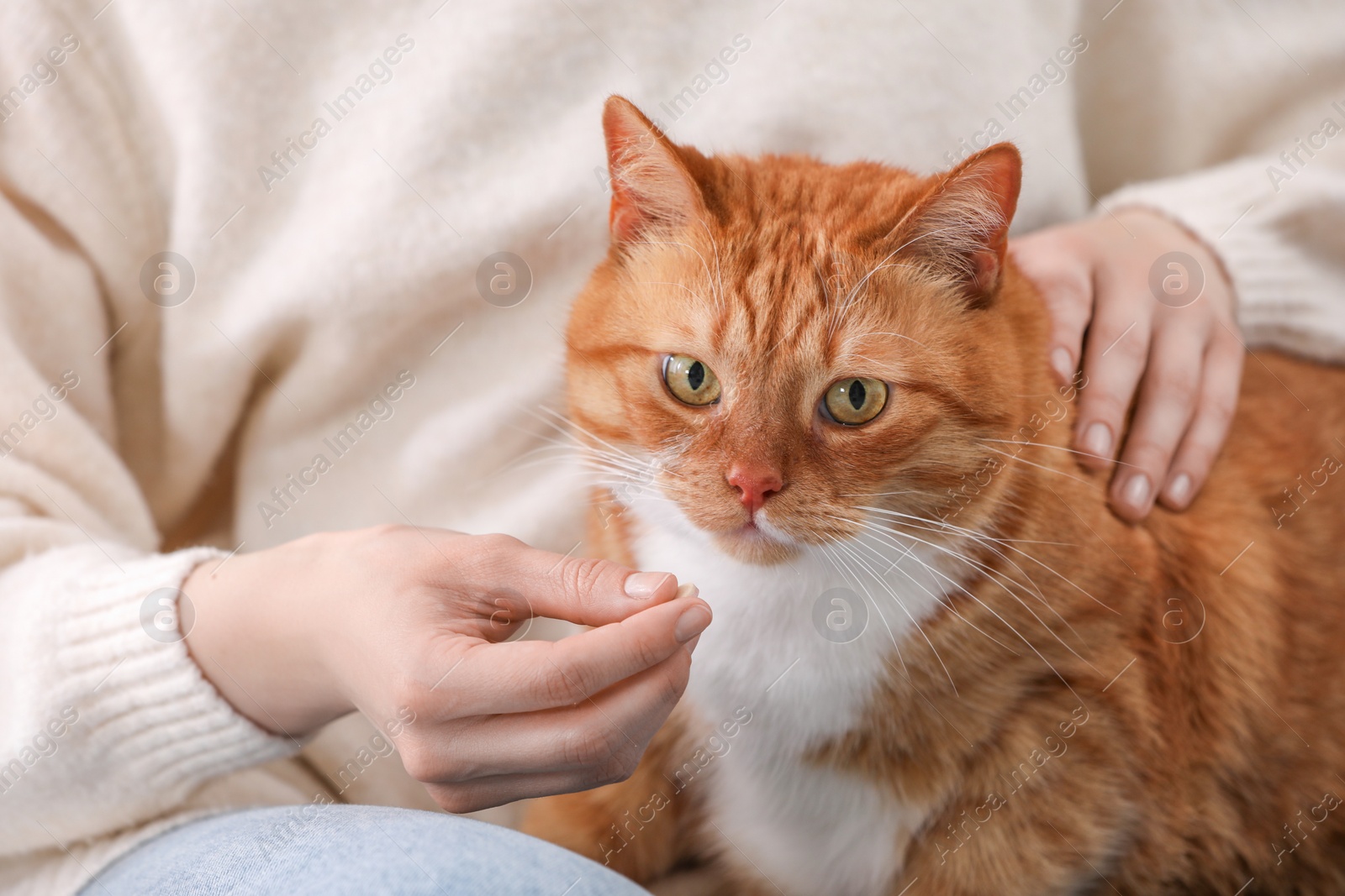 Photo of Woman giving vitamin pill to cute cat, closeup