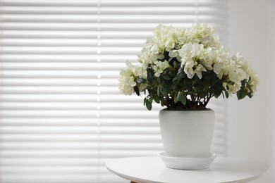 Photo of Beautiful azalea plant in flower pot on white table indoors. Space for text