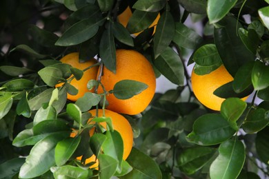 Photo of Oranges among green leaves on tree outdoors, closeup