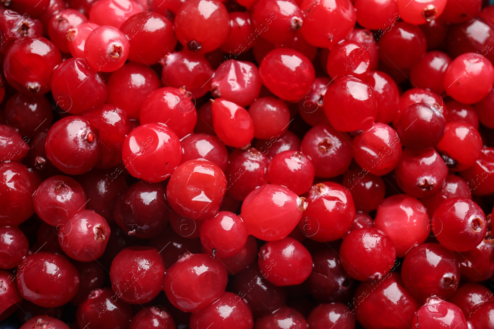 Photo of Fresh red cranberries as background, top view