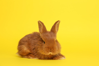 Photo of Adorable fluffy bunny on yellow background. Easter symbol