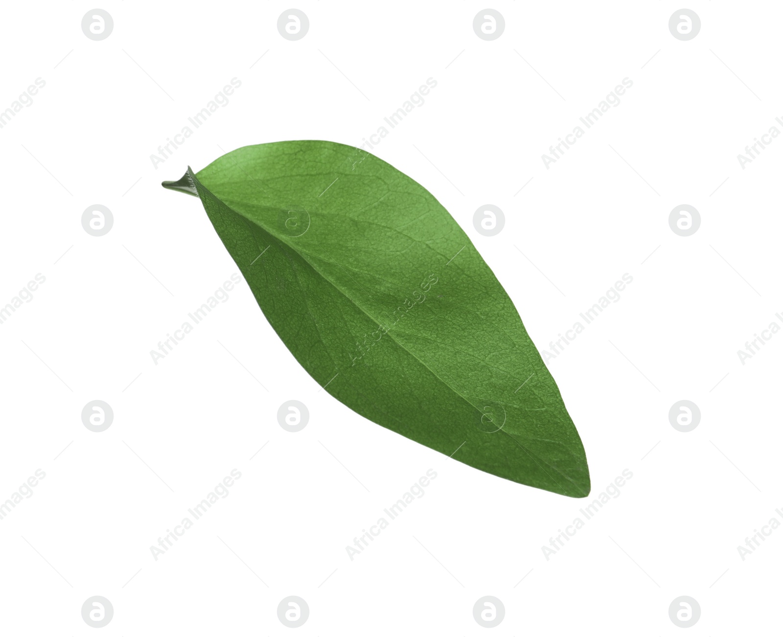 Photo of Green leaf of Ficus elastica plant isolated on white