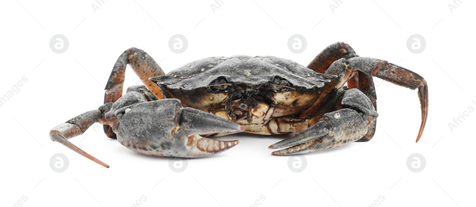 Photo of One fresh raw crab isolated on white