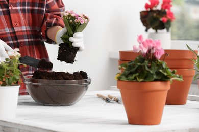 Photo of Transplanting houseplants. Woman with gardening tools, flowers and empty pots at white table indoors, closeup