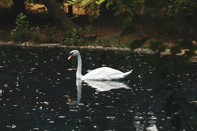 Beautiful swan swimming in pond at zoo