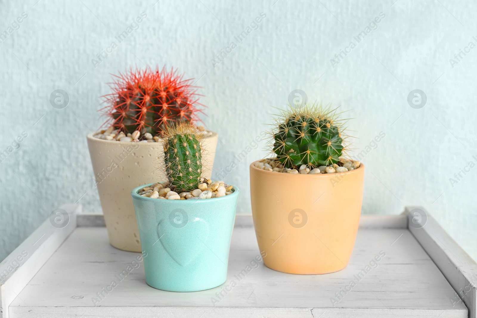 Photo of Beautiful cacti on wooden table