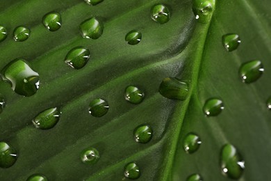 Photo of Green leaf with dew drops as background, closeup