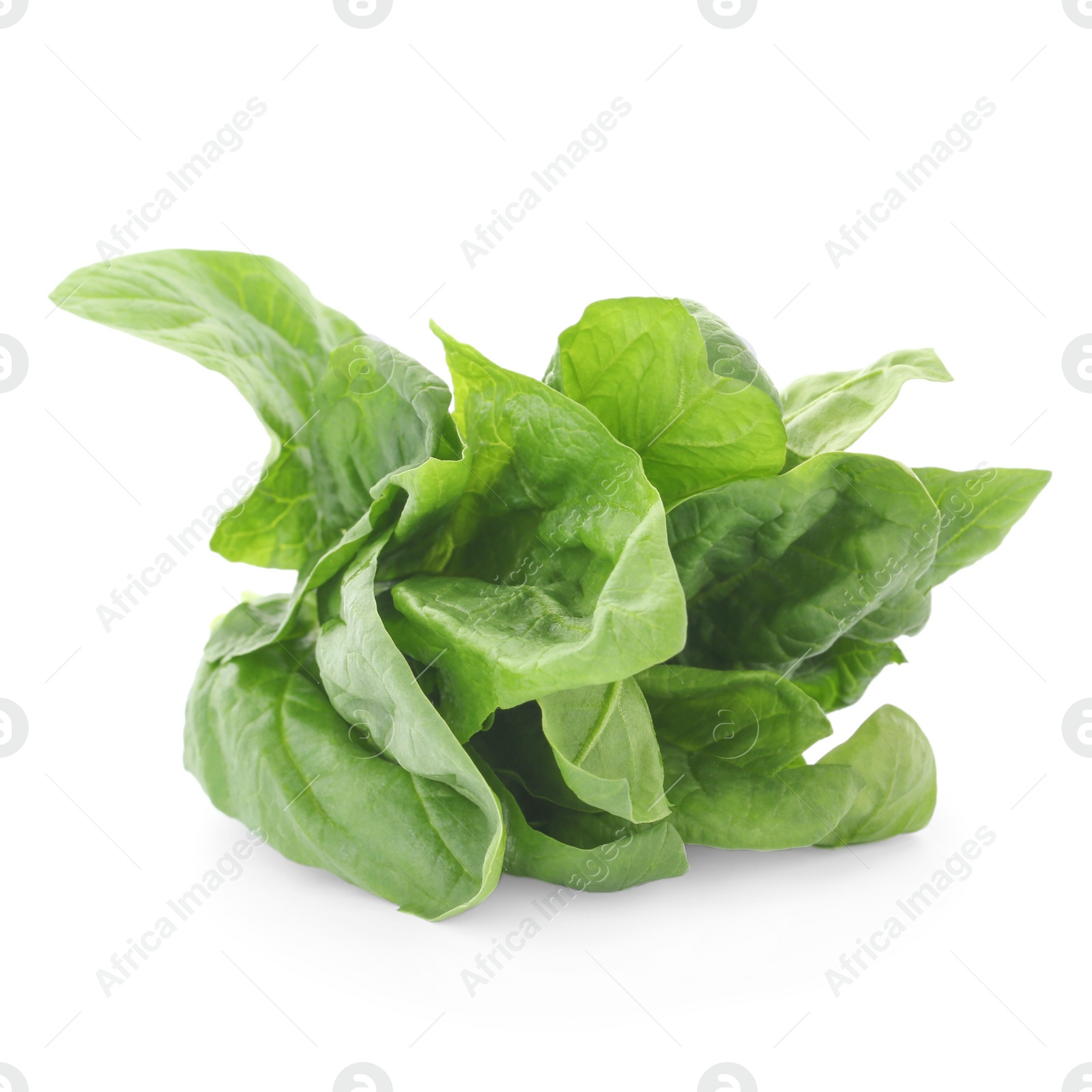 Photo of Bundle of fresh spinach isolated on white