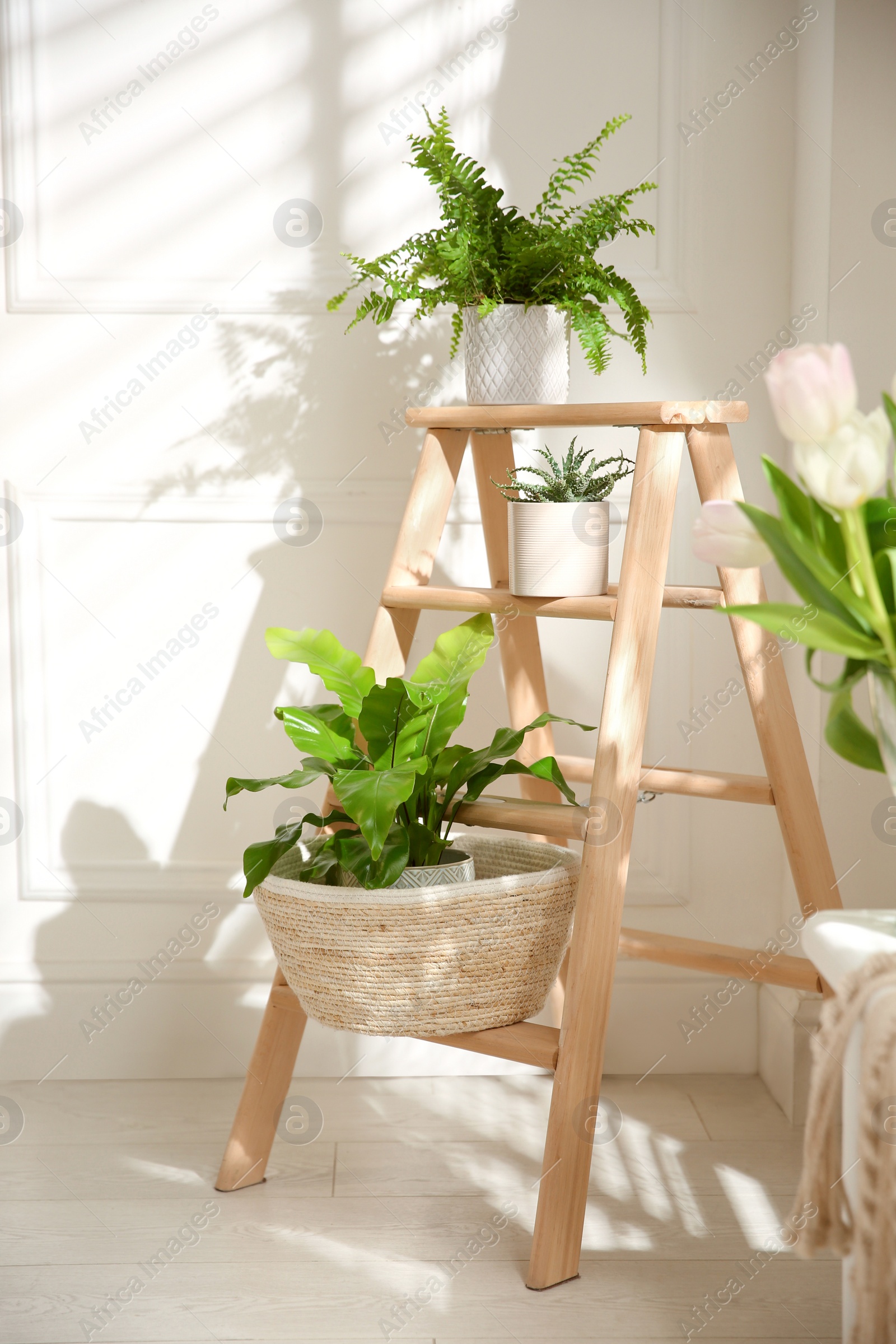 Photo of Different green plants on wooden ladder near white wall indoors. Interior design