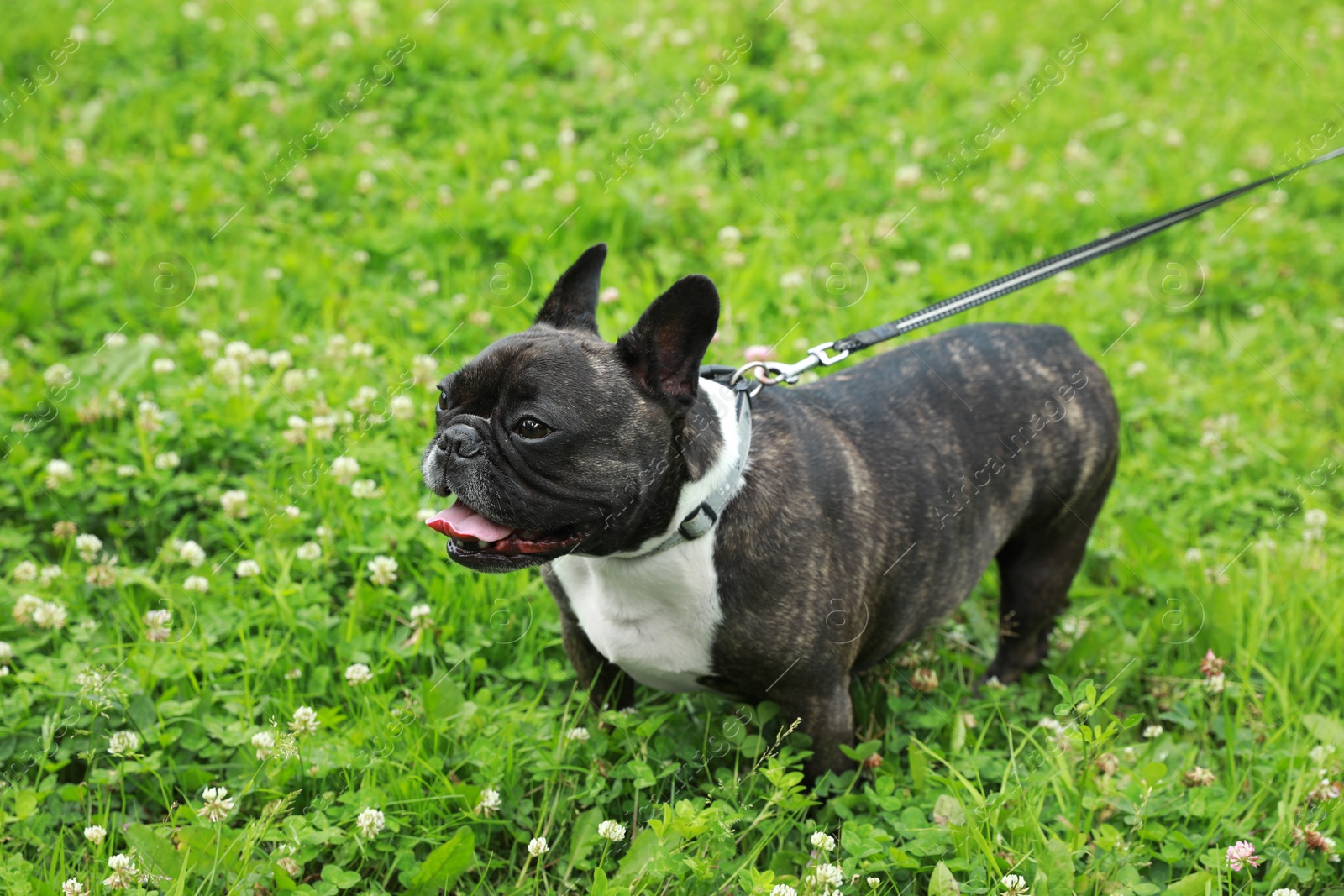 Photo of Cute French Bulldog walking on green grass. Space for text