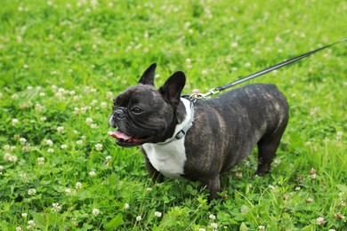 Photo of Cute French Bulldog walking on green grass. Space for text