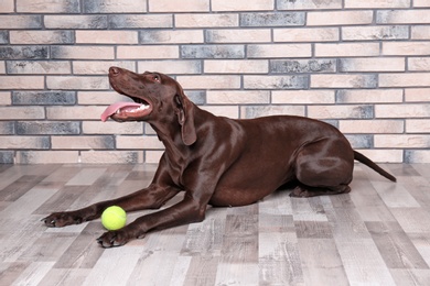 Photo of German Shorthaired Pointer dog with ball lying on floor