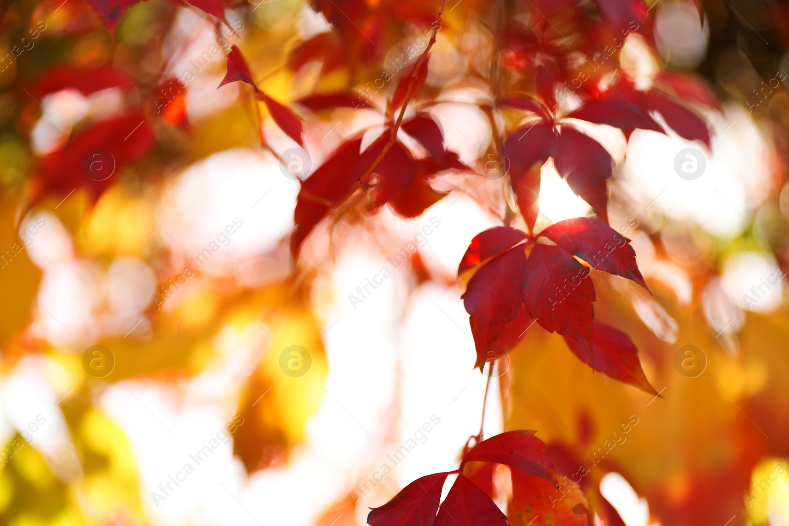 Photo of Tree branch with sunlit bright leaves in park, closeup. Autumn season