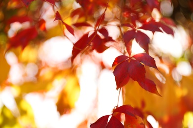 Tree branch with sunlit bright leaves in park, closeup. Autumn season