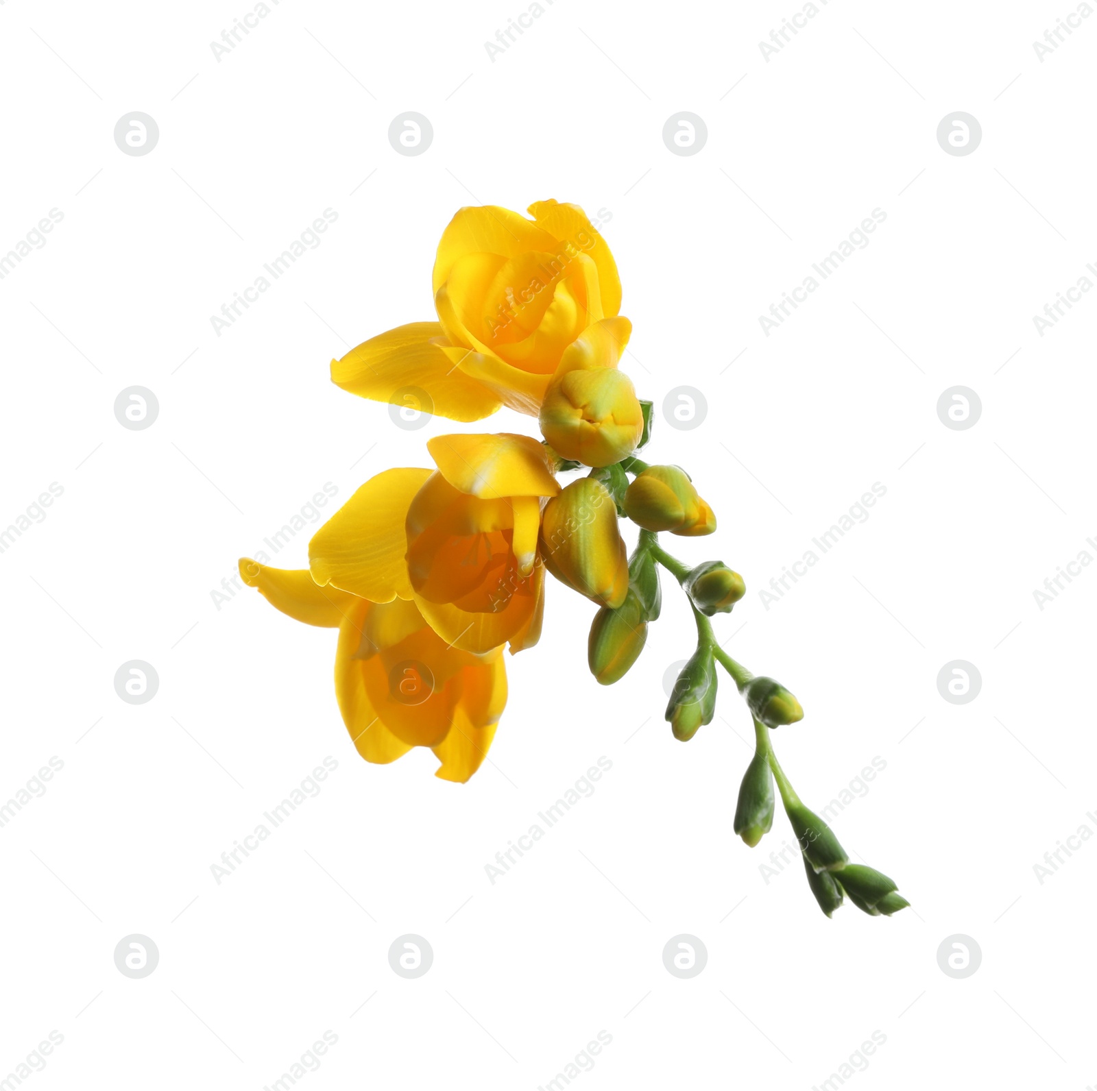 Photo of Beautiful yellow freesia flowers on white background