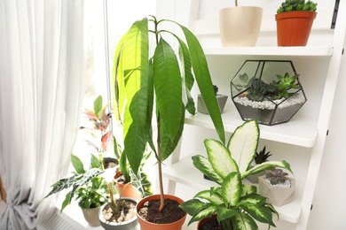 Photo of Different green potted plants near window at home