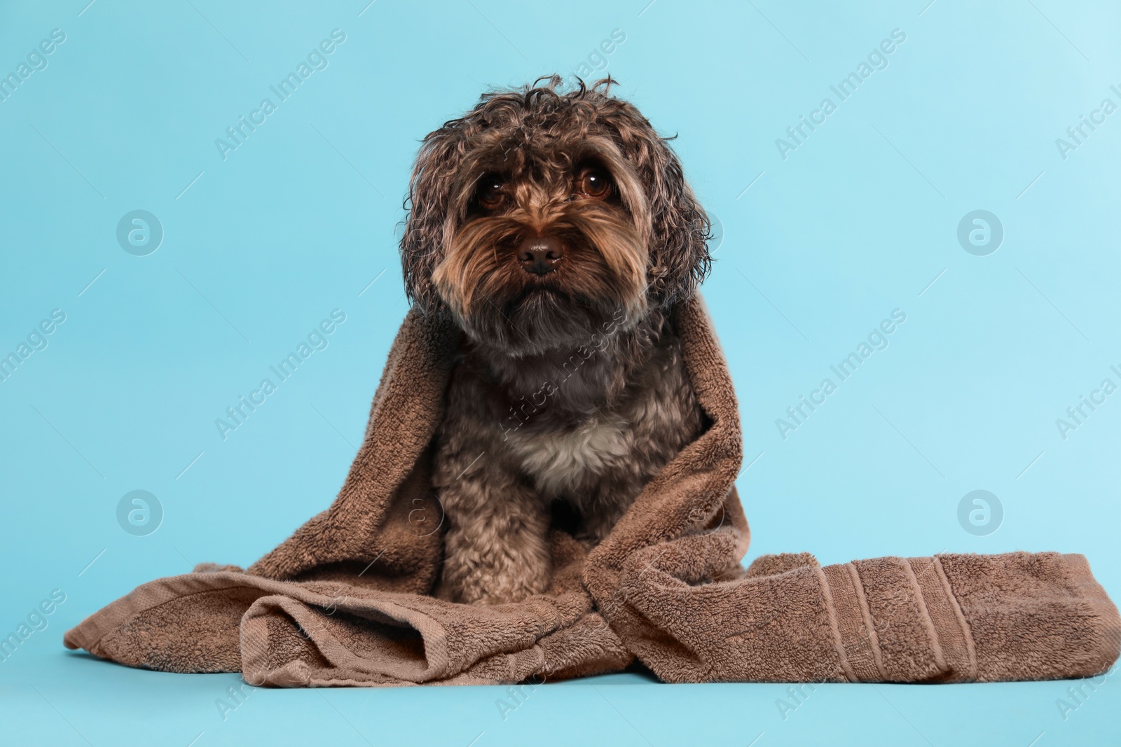 Photo of Cute dog with towel on light blue background