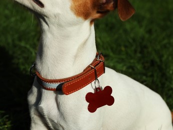 Dog in collar with metal tag on green grass outdoors, closeup