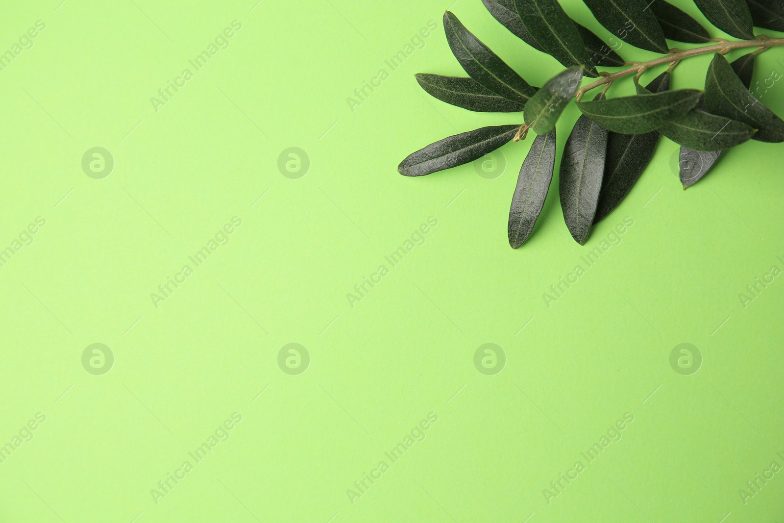 Photo of Olive twig with fresh leaves on light green background, top view. Space for text