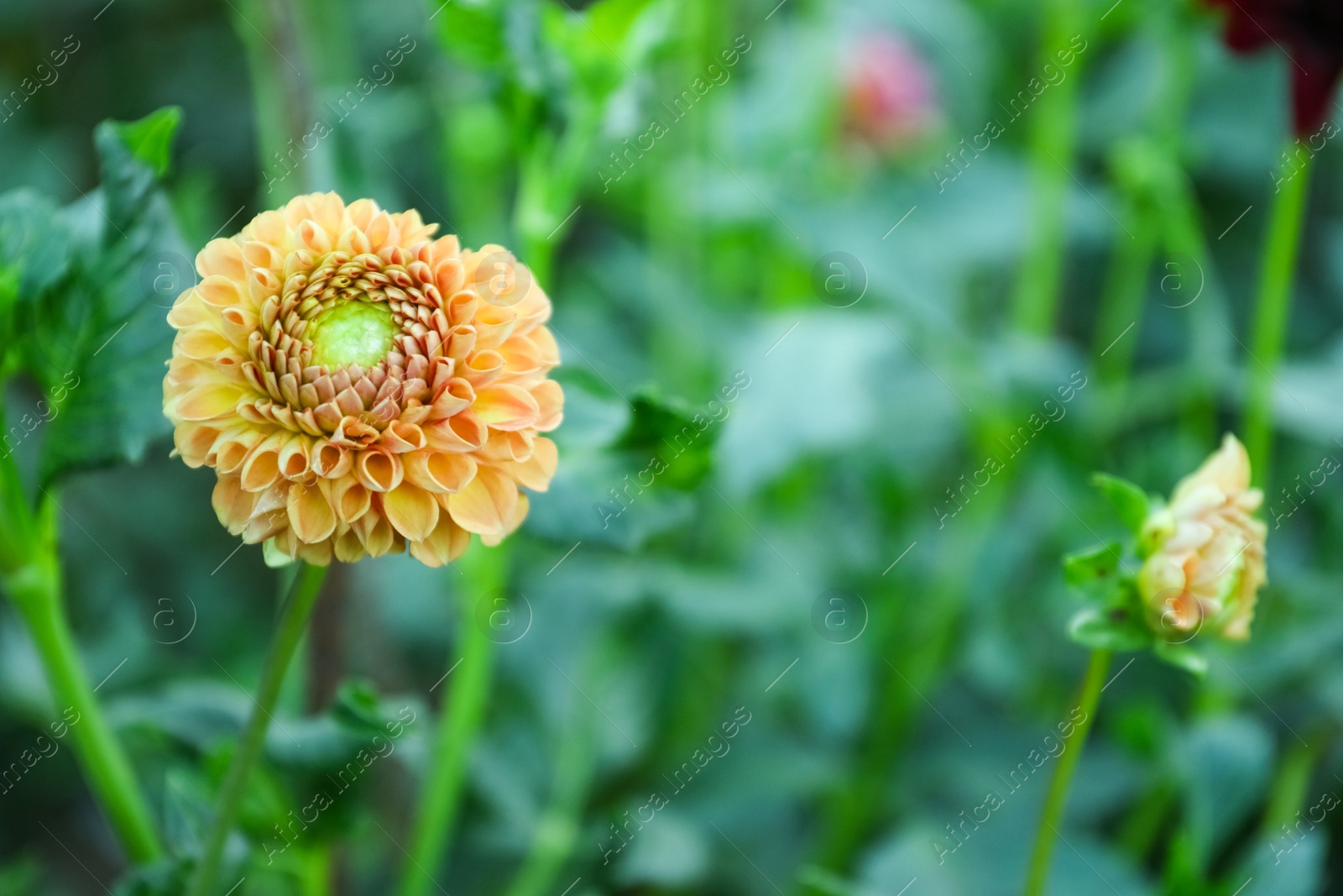 Photo of Beautiful blooming dahlia flower in green garden, space for text