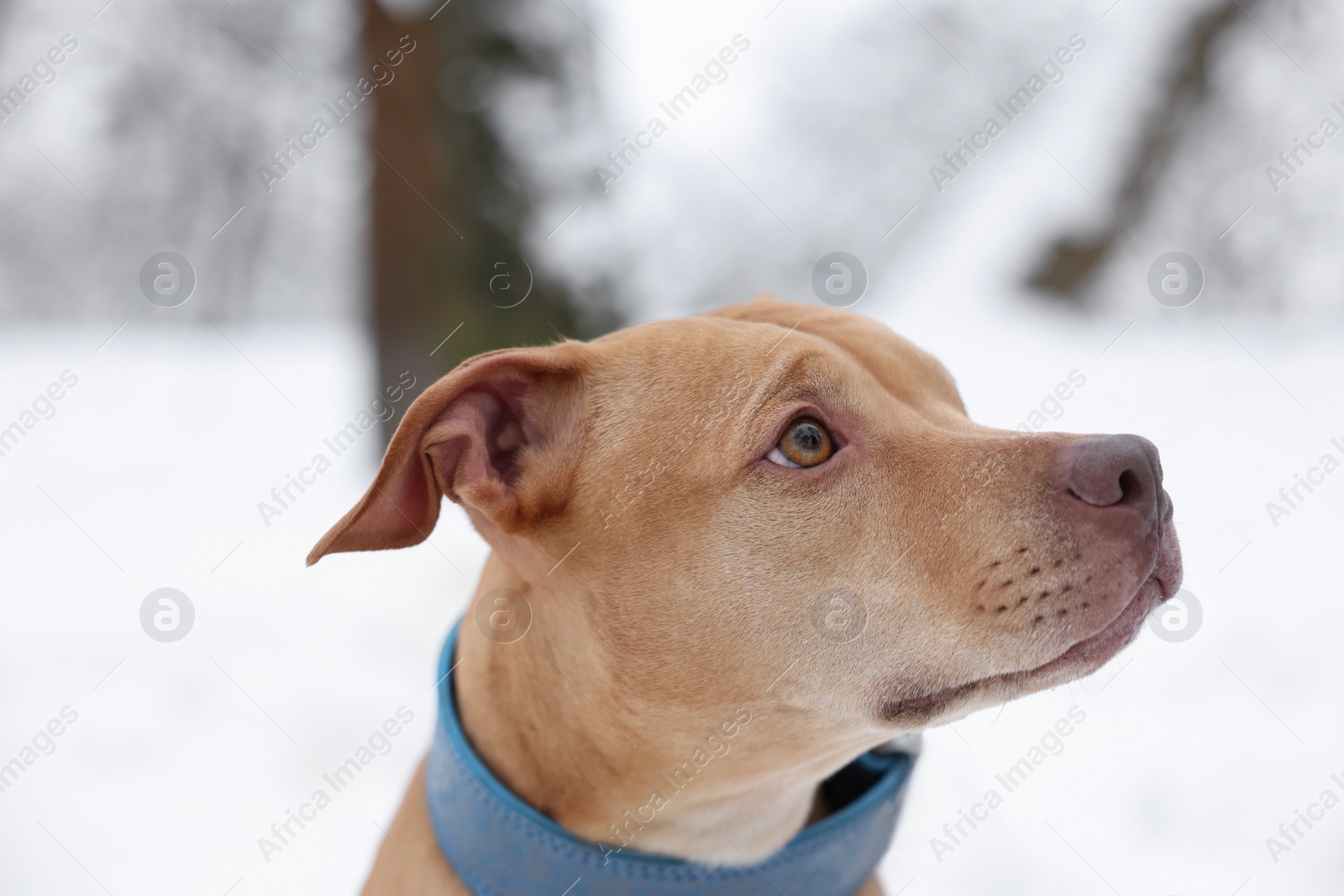 Photo of Portrait of cute dog in snowy park