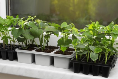 Photo of Seedlings growing in plastic containers with soil on windowsill. Gardening season