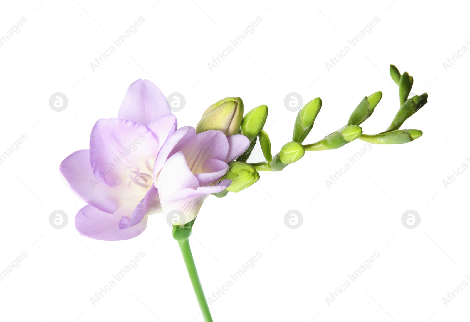 Photo of Beautiful freesia with fragrant flowers on white background