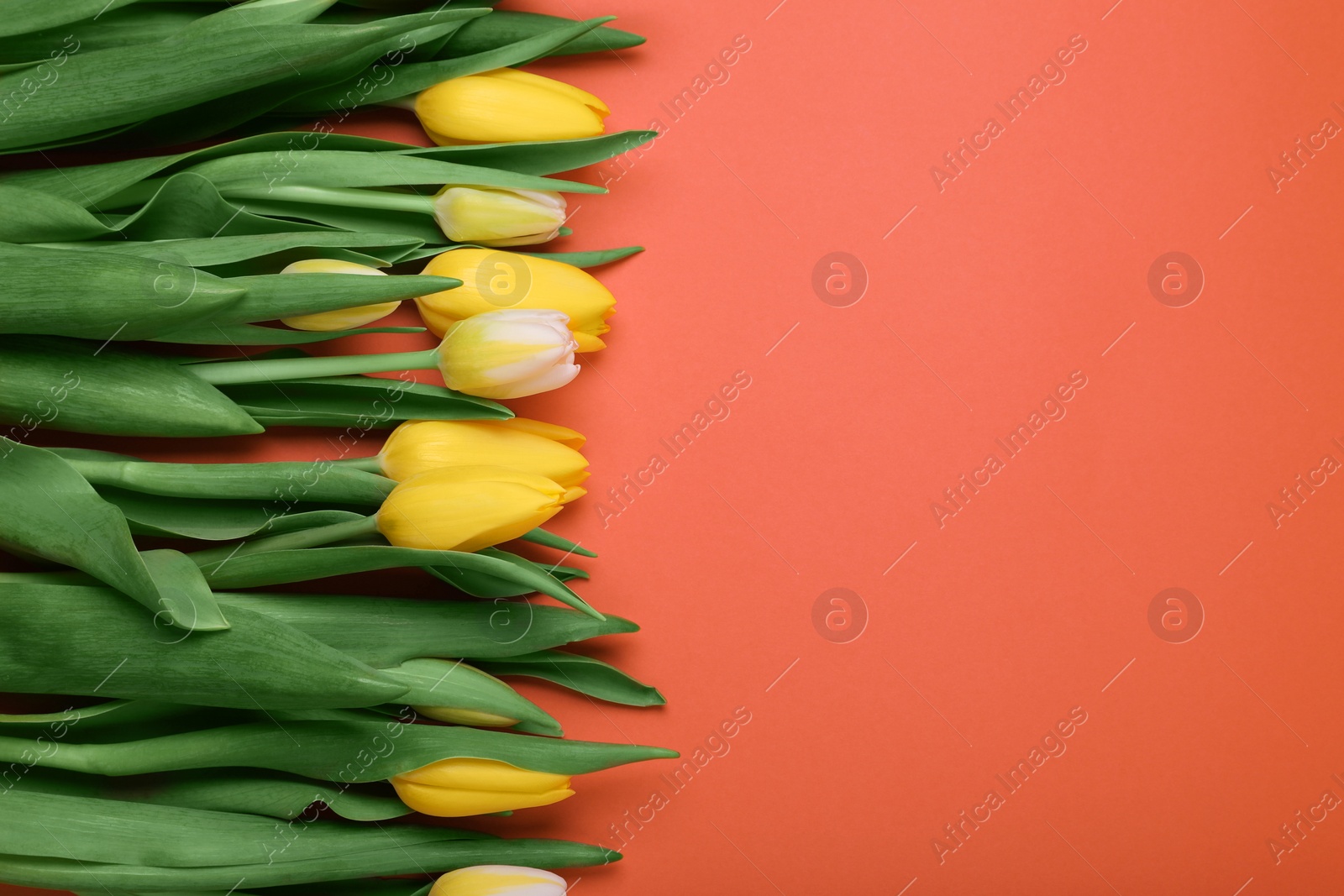 Photo of Beautiful tulips on red background, flat lay. Space for text