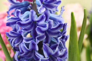 Photo of Closeup view of beautiful spring hyacinth flowers