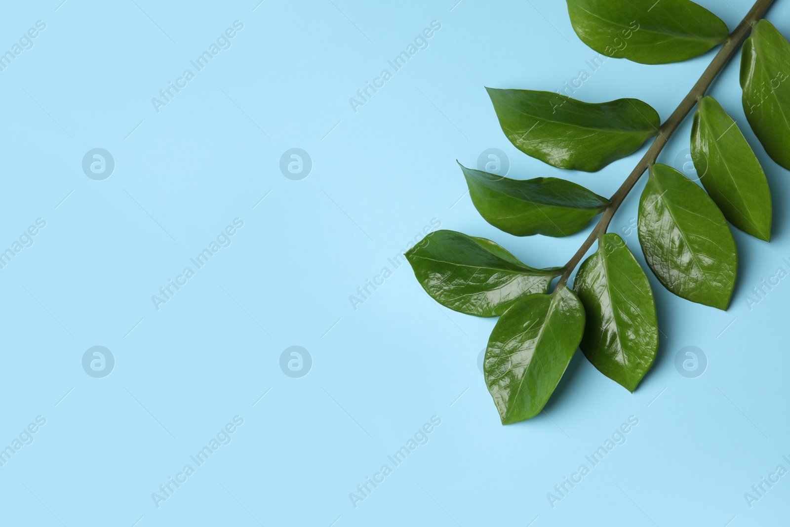 Photo of Branch of tropical zamioculcas plant with leaves on color background, top view. Space for text