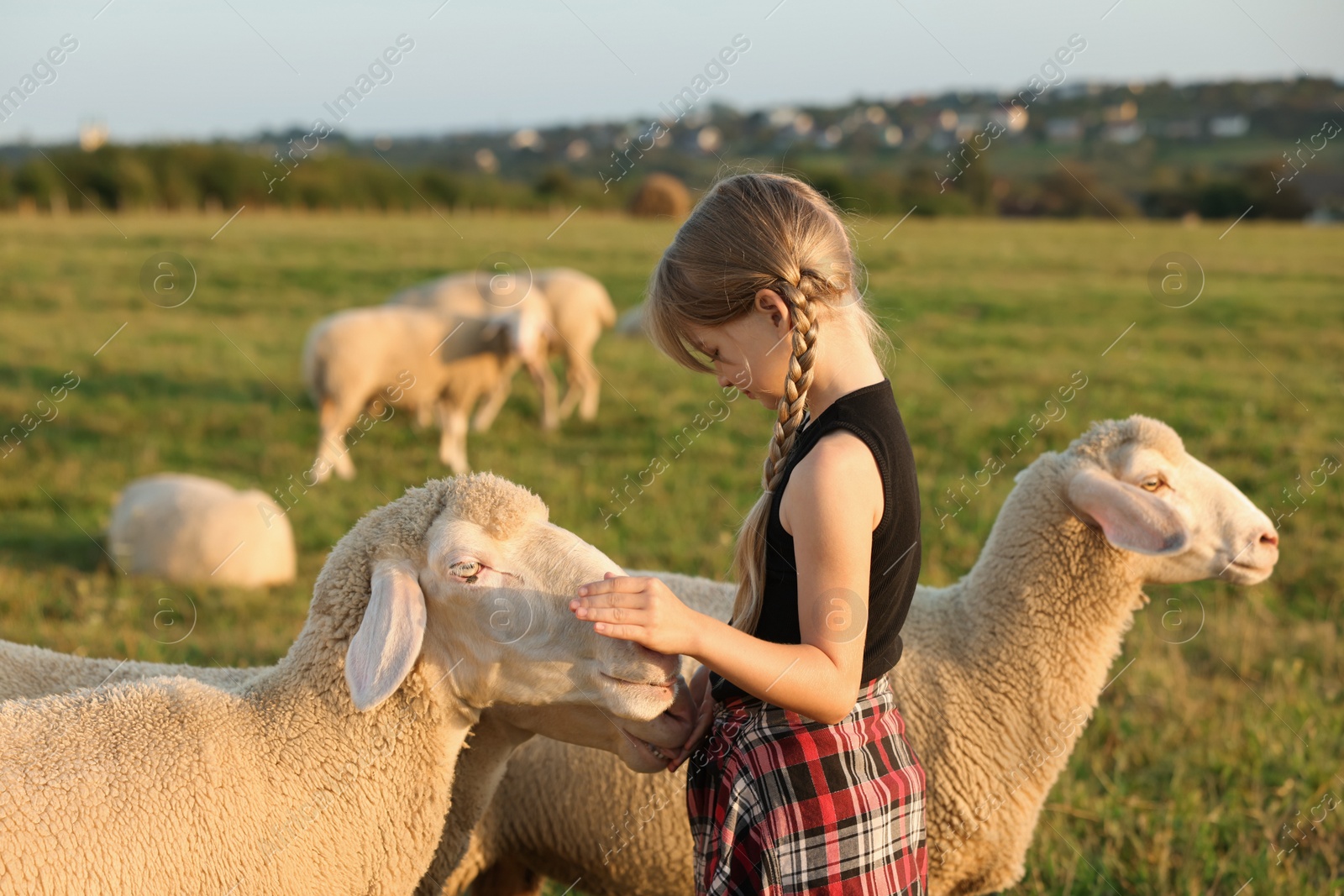 Photo of Girl feeding sheep on pasture. Farm animals