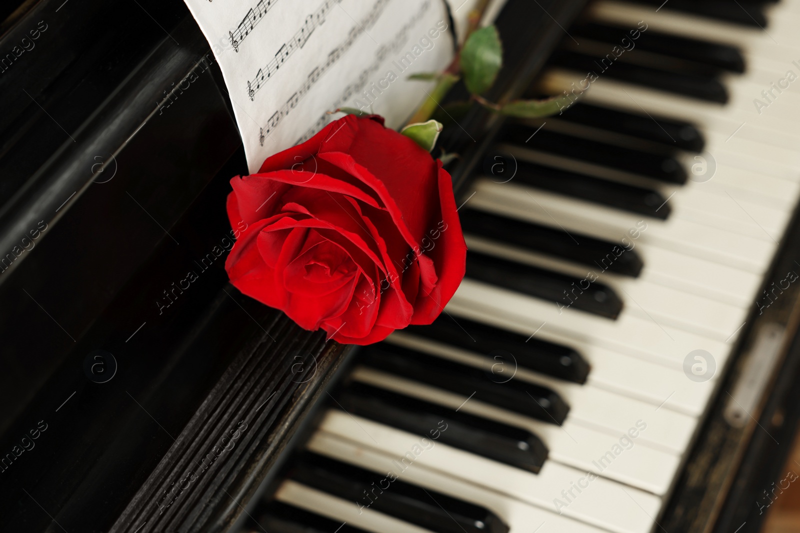 Photo of Beautiful red rose and musical notes on piano, space for text