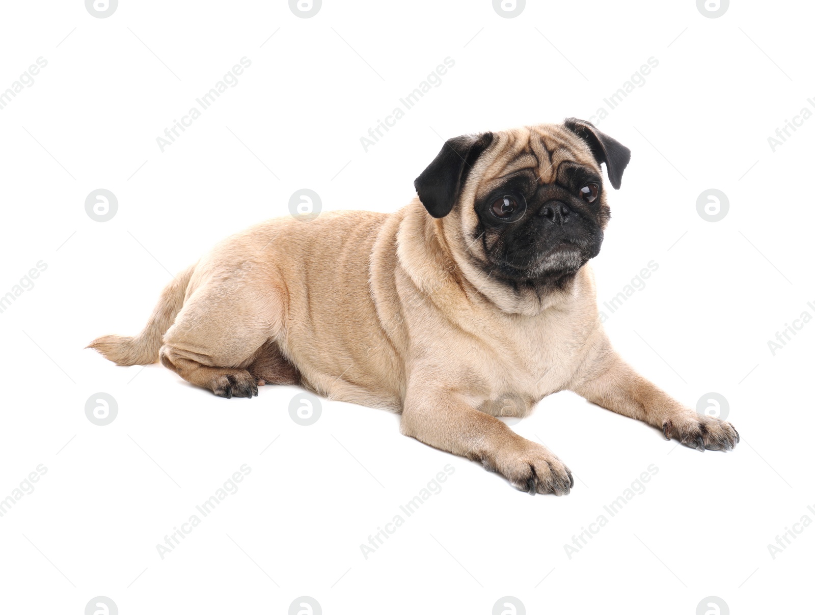 Photo of Happy cute pug dog isolated on white