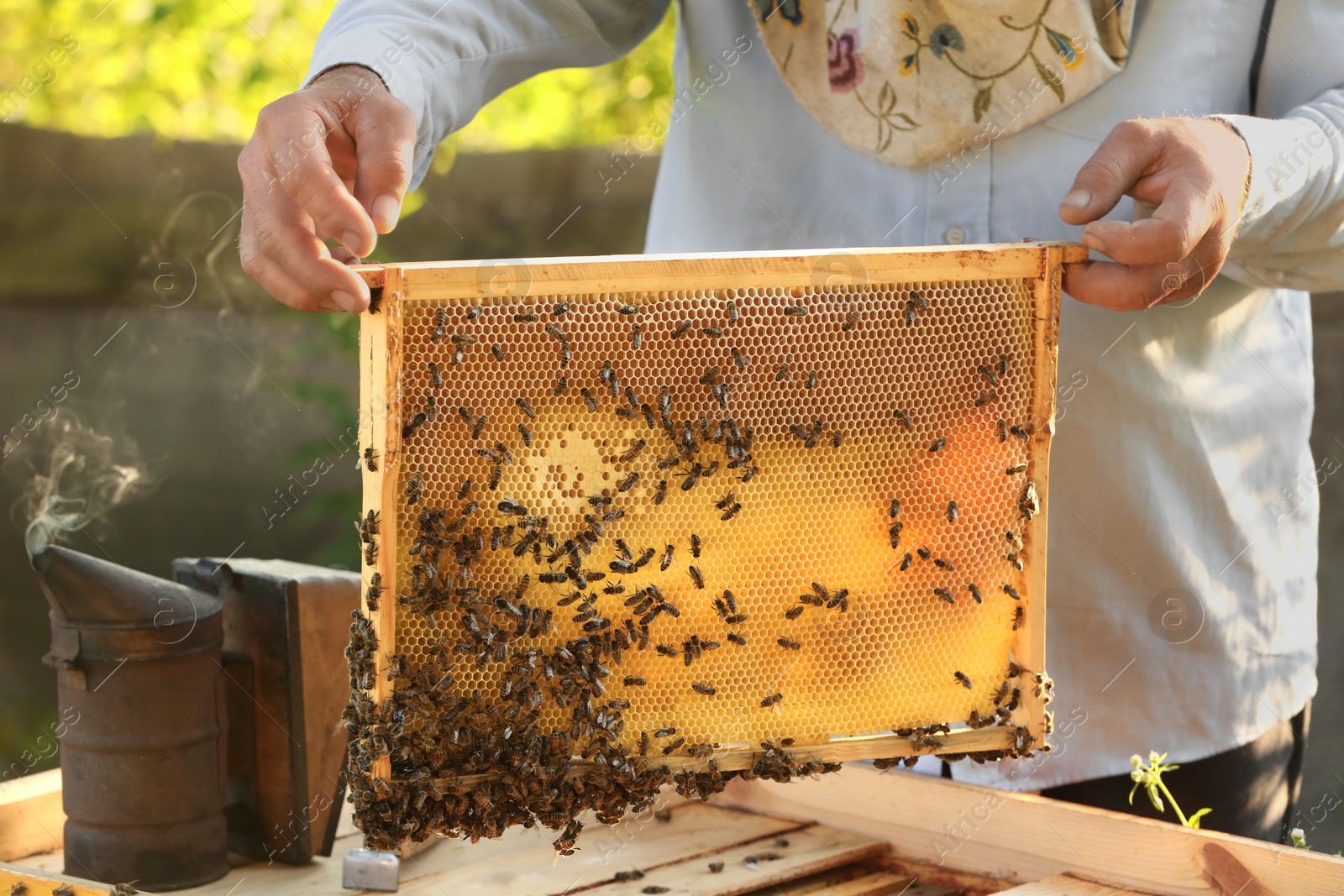 Photo of Beekeeper taking frame from hive at apiary, closeup